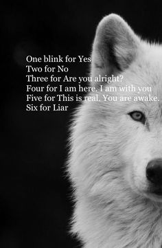 a black and white photo of a wolf's face with the words, one blink for yes two for no