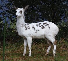 a white and black spotted animal standing in the grass