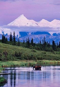 a moose in the water with mountains in the background