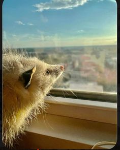 a porcupine looking out the window at the city below in this photo taken on a sunny day