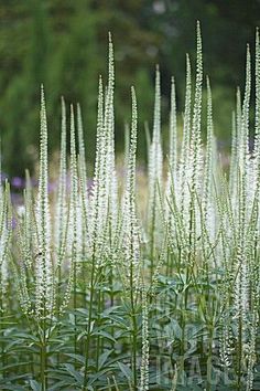 tall grass with white flowers in the foreground