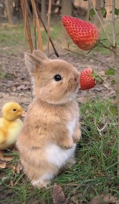 a small rabbit sitting in the grass next to a strawberries plant and a yellow rubber duck