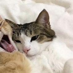 a cat laying on top of a white blanket next to a stuffed teddy bear with it's mouth open