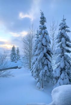 snow covered evergreen trees in the foreground with a sunset in the distance behind them