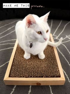 a white cat sitting on top of a mat