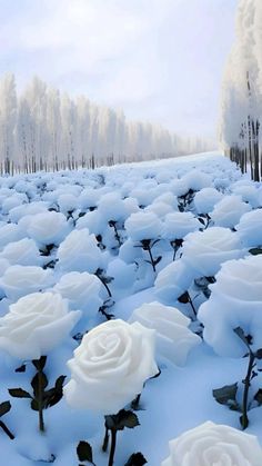 several white roses in the snow near trees