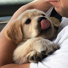 a man holding a puppy with his tongue out and sticking it's tongue out