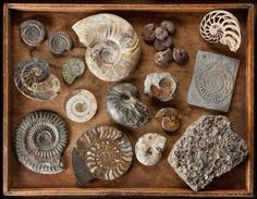 several different types of seashells on display in a wooden box with black background