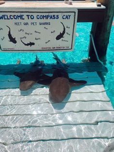 a sign that says welcome to compass cay next to some sharks in the water