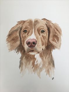 a painting of a brown dog's face on a white background with watercolors