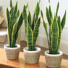 three potted plants sitting on top of a wooden table