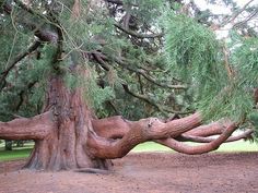 a very large tree that is in the dirt