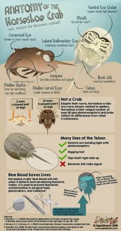 the anatomy of an animal's body and its functions info sheet with instructions on how to