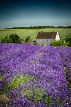 a large field full of purple flowers next to a white house in the middle of nowhere