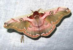 a pink and brown moth sitting on top of a white cloth