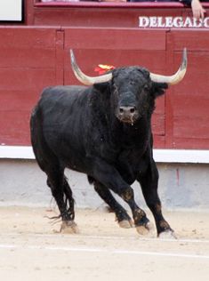 a bull with large horns running in an arena