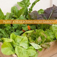 a wooden box filled with lots of different types of green leaves and plants next to the words plant a year round salad garden