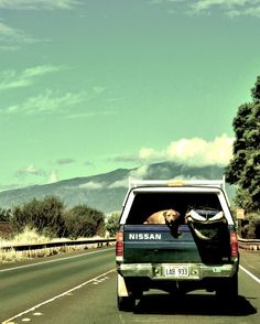 a dog in the back of a pickup truck driving down a road with mountains in the background