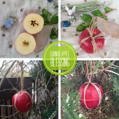 four different pictures of apples hanging from branches with leaves and flowers around them, including an apple that has been cut in half