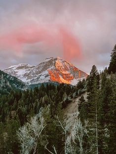 a mountain covered in snow and surrounded by trees under a cloudy sky with pink clouds