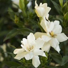 white flowers with green leaves in the background