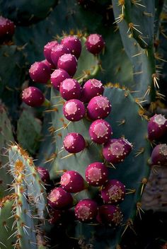 a close up of a cactus plant with many small pink flowers on it's stalk