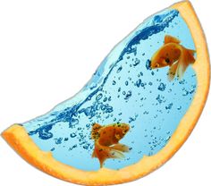 two goldfish swimming in the water with bubbles on it's back side and an orange bottom half