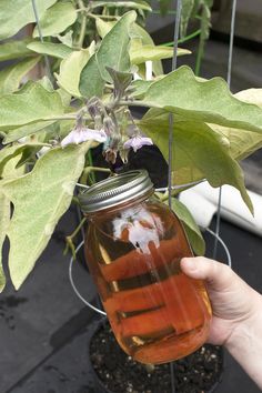 a jar filled with liquid sitting on top of a plant