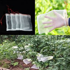 four different pictures with hands and plants in them, one is holding something up to the camera