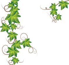 an ivy vine with green leaves on a white background