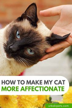 a siamese cat being petted by someone's hand with the caption how to make my cat more affectionate