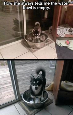 two pictures side by side one with a dog in a bowl and the other with an empty bowl