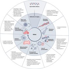 Mechanisms of spermidine-induced autophagy and geroprotection | Nature Aging Acetyl Coa, Dna Repair, Gut Microbiota, Adipose Tissue, Cell Regeneration, Chronic Inflammation, Cardiovascular Disease, Healthy Aging, Aging Process