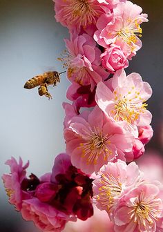 ... The Bee, Bees Knees, Beautiful Blooms, Bee Keeping, Fruit Trees, Love Flowers, The Tree, Pretty Flowers