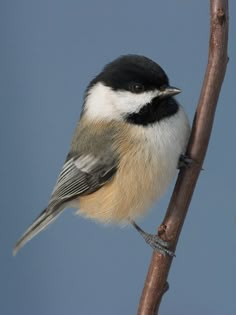 a black and white bird sitting on top of a tree branch in front of a blue sky