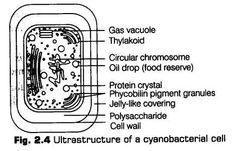 the structure of an animal cell labeled in black and white, with labels on each side