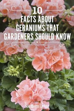 pink flowers with the words 10 fact about geraniums that gardeners should know