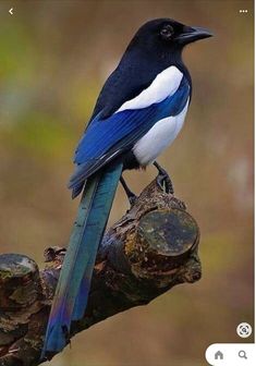 a blue and white bird sitting on top of a tree branch