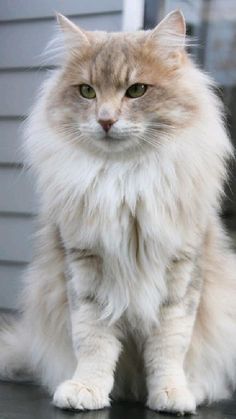 a fluffy white cat sitting on top of a black table next to a gray house