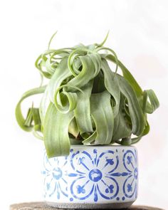 a blue and white flower pot sitting on top of a wooden table