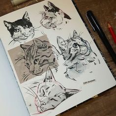 a notebook with drawings of cats on it