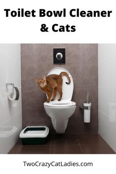 a cat standing on top of a toilet in a bathroom with the words toilet bowl cleaner & cats above it