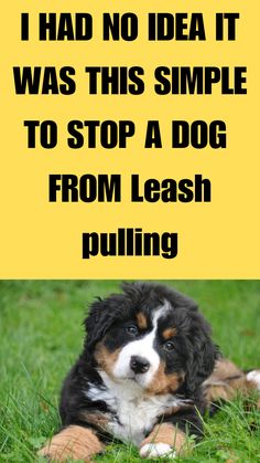 a black and white dog laying in the grass with text that reads, i had no idea it was this simple to stop a dog from leash pulling