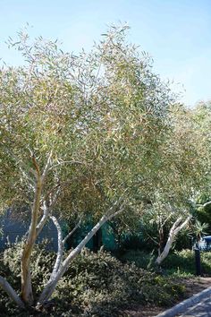 an olive tree with lots of green leaves in the middle of a sidewalk next to some bushes