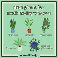 the best plants for north - facing windows are featured in this greenplant poster