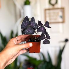 a person holding a small potted plant in their hand