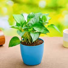 a blue potted plant sitting on top of a table next to two mugs