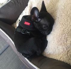 a small black dog laying on top of a pillow