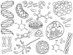 black and white illustration of different types of cells