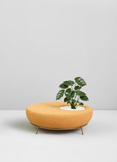 a plant sitting on top of a round table